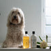 Dog Conditioner Paperbark & Lemongrass in zwei Grössen von Bondi Wash