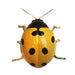 Ladybird in yellow  von Laboratório d'Estórias